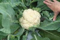 EarliSnow – Cauliflower Seed