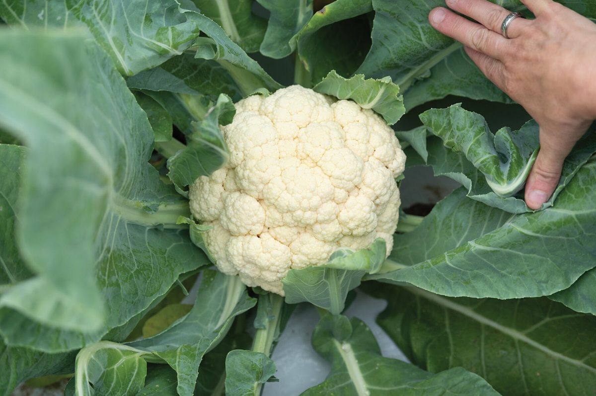 EarliSnow – Cauliflower Seed