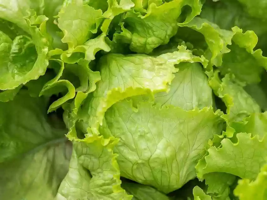 Lettuce- Great Lakes