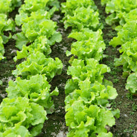 Lettuce- Black Seeded