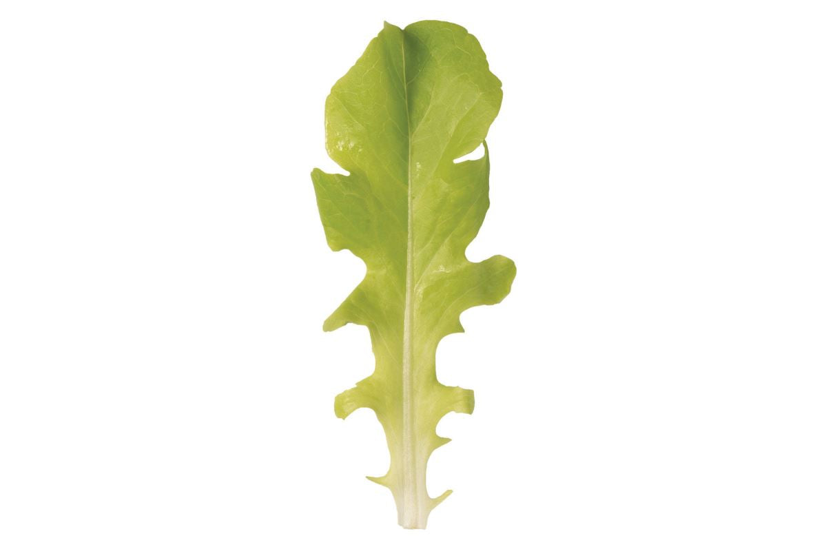 Green Saladbowl – Lettuce Seed