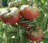 Marnero/Estamino Organic Tomato Seeds
