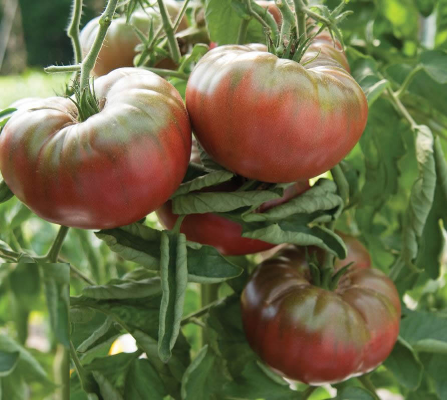 Marnero/Estamino Organic Tomato Seeds