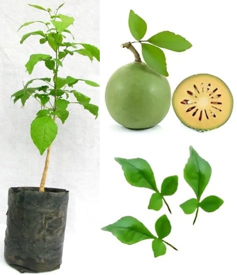 Buy Bel Tree Seeds for Sacred and Nutritious Fruit Trees | Premium ...