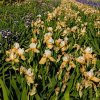 Champagne Elegance Reblooming Bearded Iris