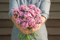 Sweet Pink – Pelleted Dianthus Seed