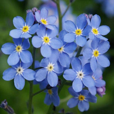 Myosotis Sylvatica Grass Seeds Green Garden Plant