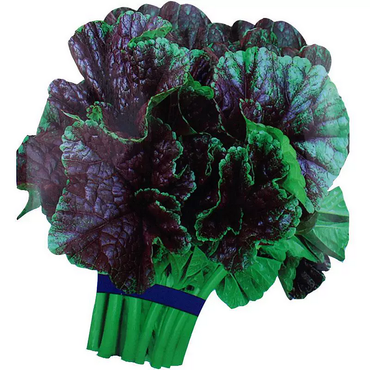 High-Calcium Curly Mallow Seeds