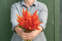 Sunday Orange – Celosia Seed