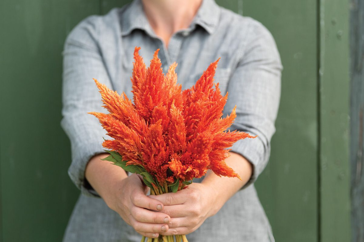 Sunday Orange – Celosia Seed