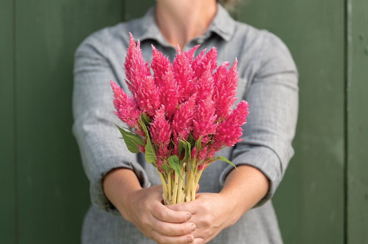 Sunday? Bright Pink – Celosia Seed