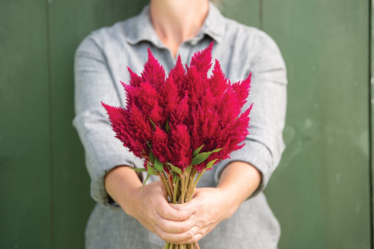 Sunday Cherry – Celosia Seed