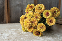Queen Lime Peach – Zinnia Seed