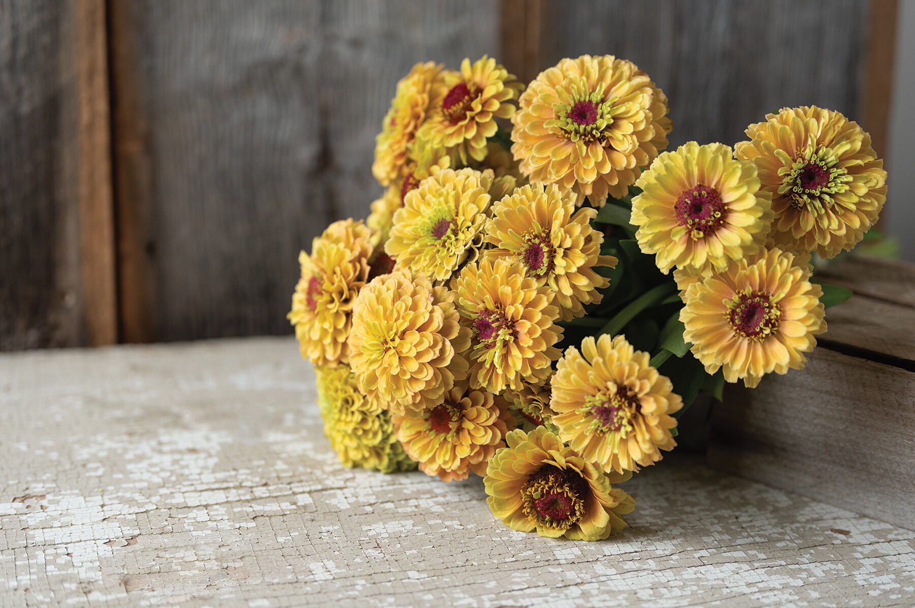 Queen Lime Peach – Zinnia Seed