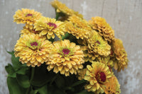 Queen Lime Peach – Zinnia Seed