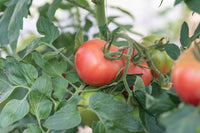 Enroza – Organic Tomato Seed