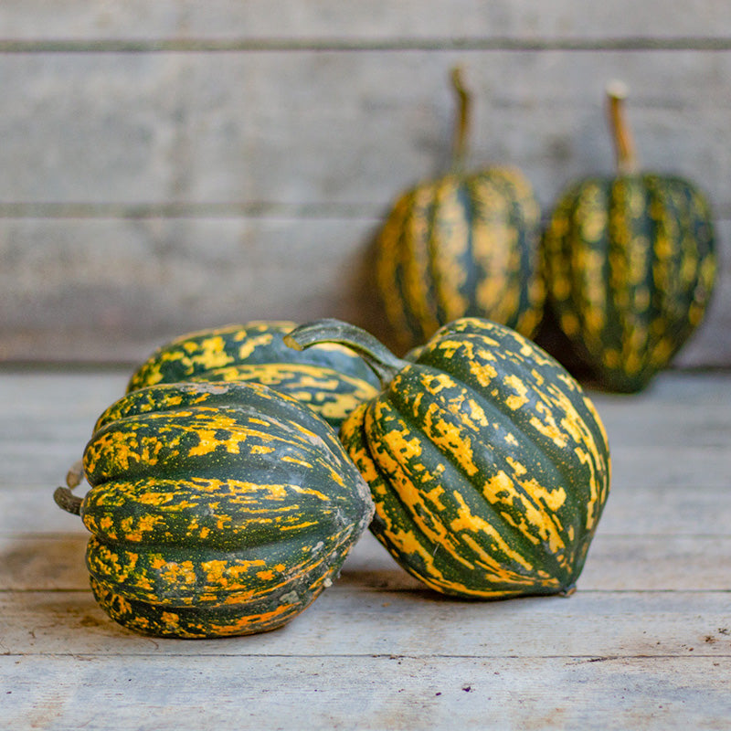 Starry Night PMR – Organic Acorn Squash Seed