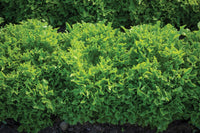 Ezpark – Organic Lettuce Seed