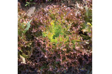 Rhone – Organic Pelleted Lettuce Seed