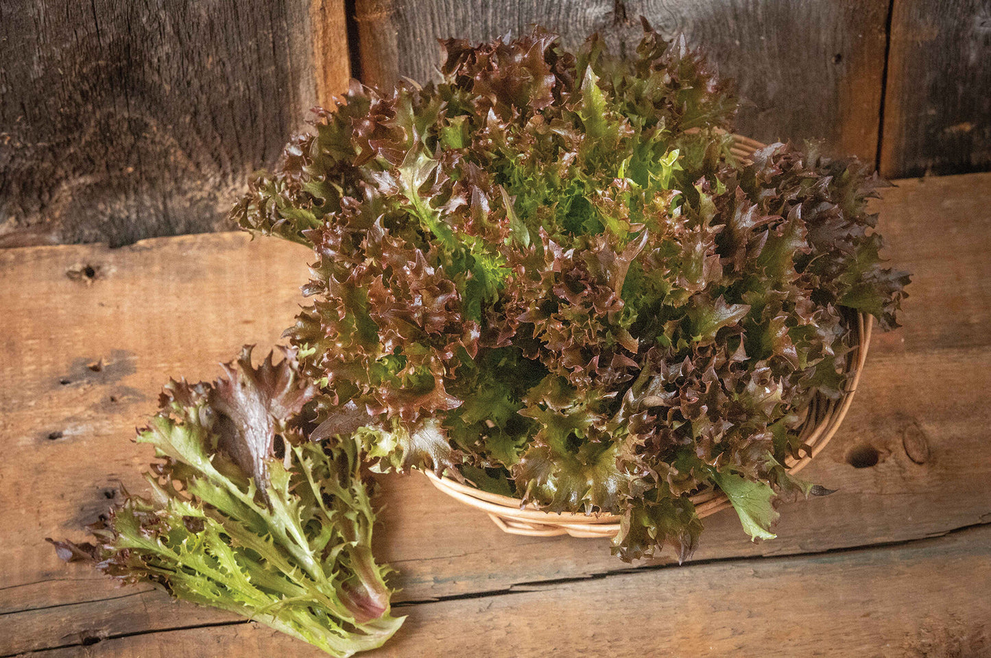 Salanova Red Incised – Lettuce Seed