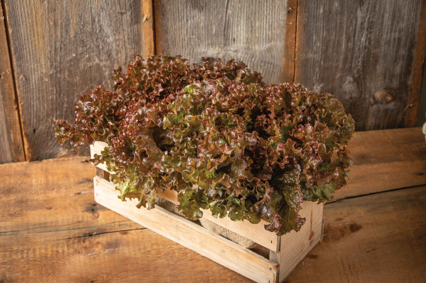 Shirane Sky – Lettuce Seed