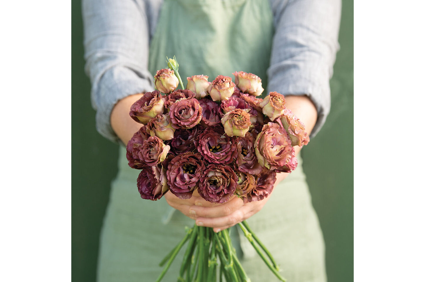 Rosanne 3 Brown – Lisianthus Seed