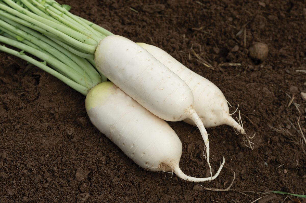 Summit – Radish Seed