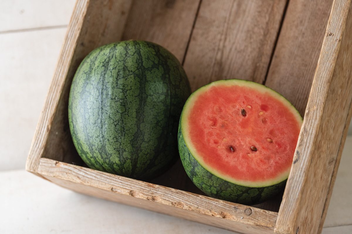 Natsu Cocoa – Watermelon Seed