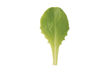 Buttercrunch – Organic Lettuce Seed