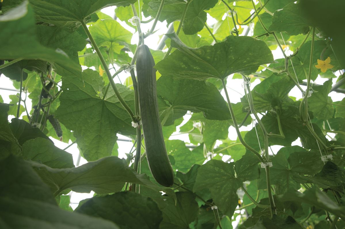 Poniente – Organic Cucumber Seed