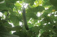 Poniente – Organic Cucumber Seed