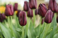 Hot Chocolate Tulip Seeds