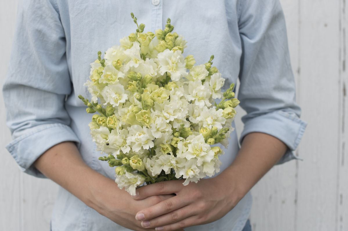 Madame Butterfly Ivory – Snapdragon Seed