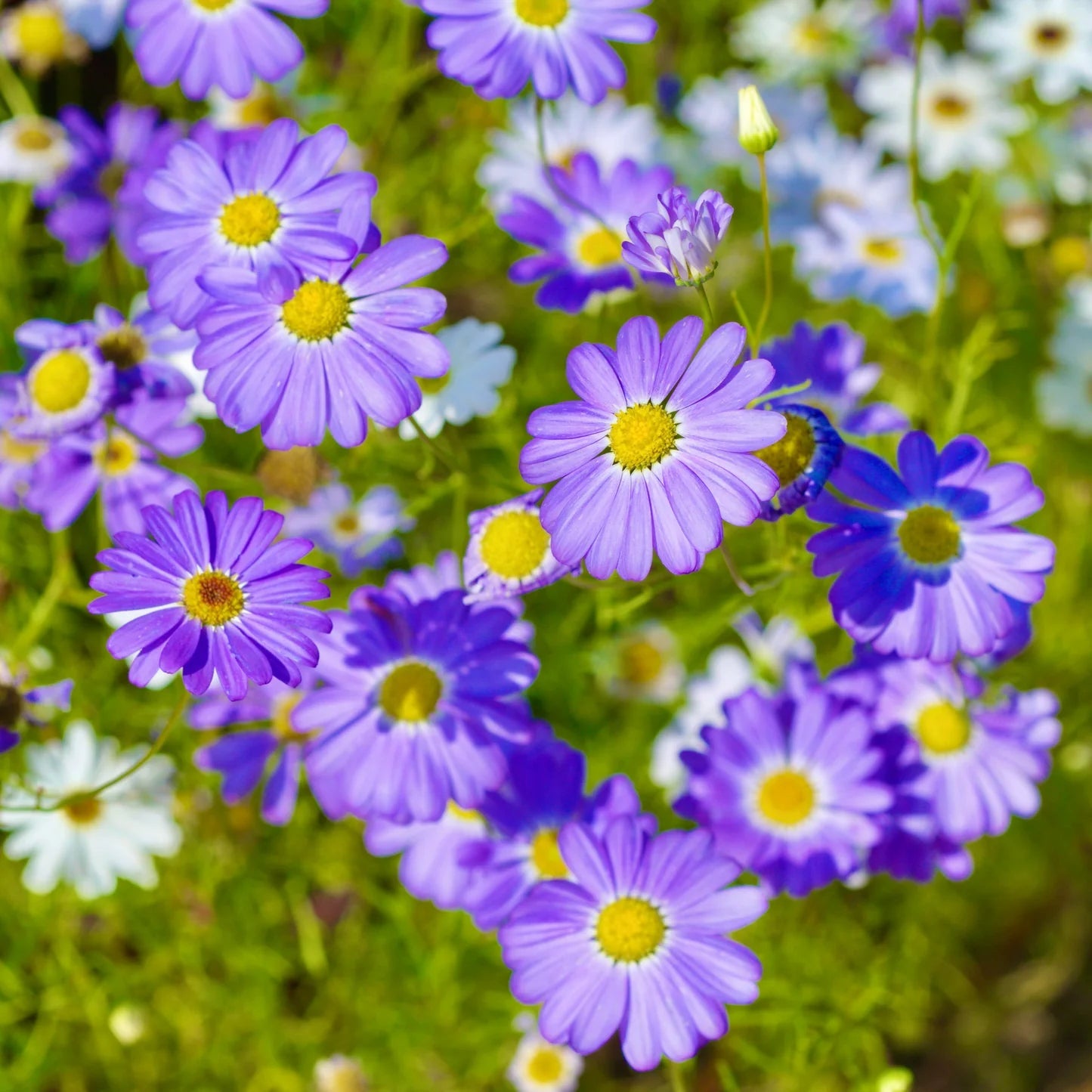 Blue Iberidifolia Flower Seeds for Planting – Heirloom, Non-GMO, Easy to Grow, Perfect for Gardens