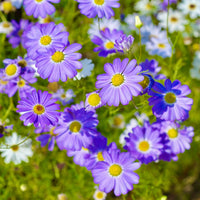 Blue Iberidifolia Flower Seeds for Planting – Heirloom, Non-GMO, Easy to Grow, Perfect for Gardens