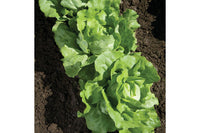 Nancy – Organic Lettuce Seed