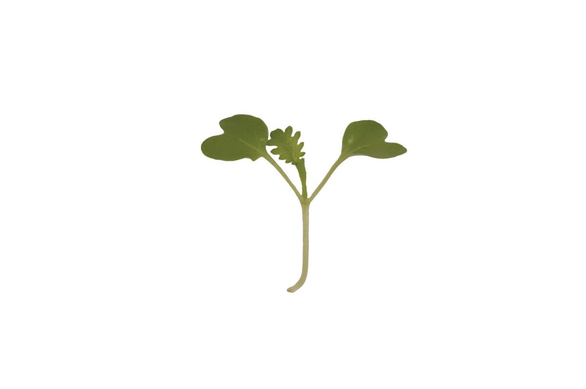 Mustard, Wasabina – Microgreen Seed