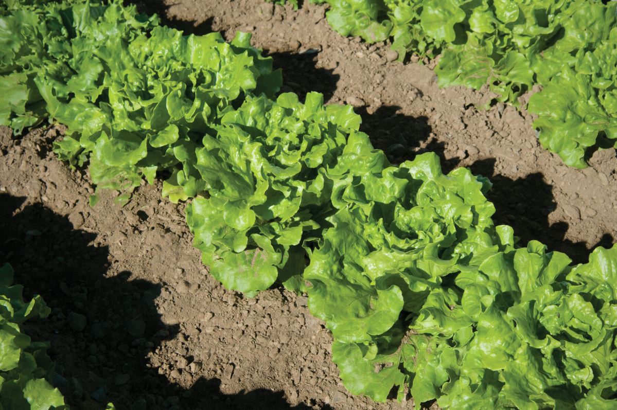 Nevada – Lettuce Seed