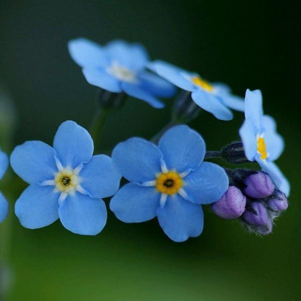 Myosotis Sylvatica Grass Seeds Green Garden Plant