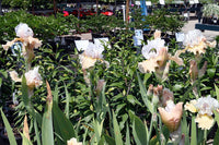 Champagne Elegance Reblooming Bearded Iris