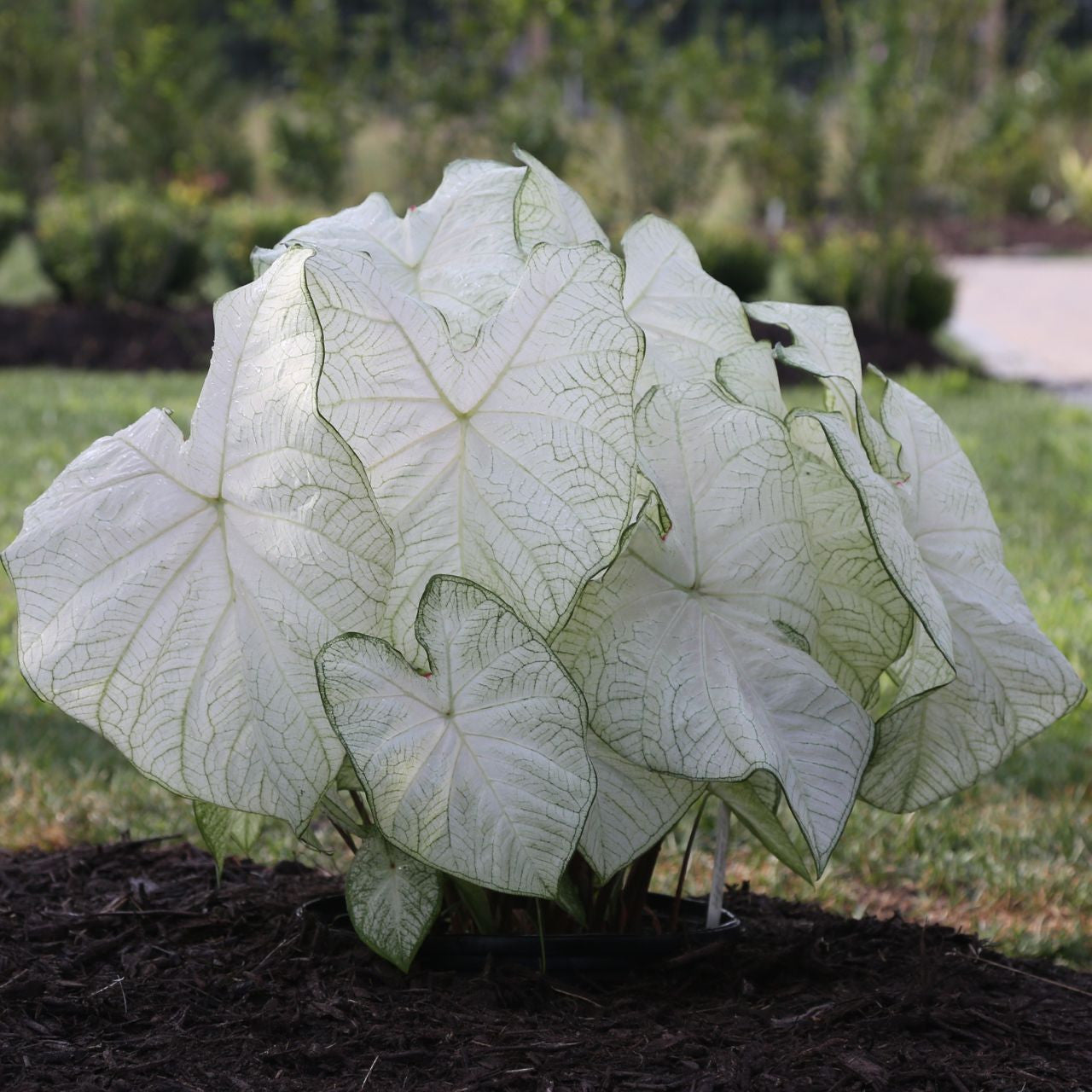 Florida Moonlight Fancy Leaf Caladium