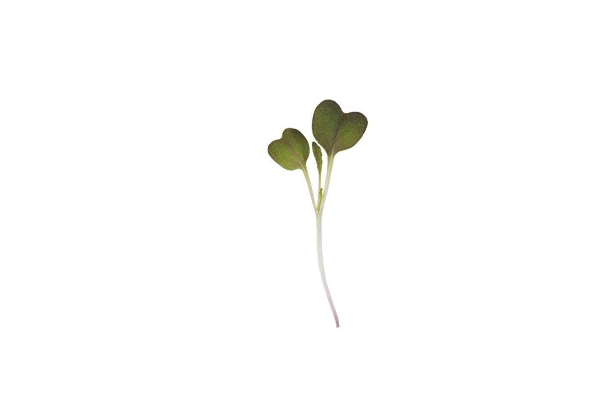 Mizuna, Red Flash – Microgreen Seed