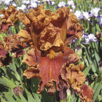 Chestnuts Roasting Bearded Iris Seeds