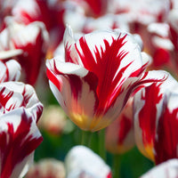 Grand Perfection Tulip Seeds