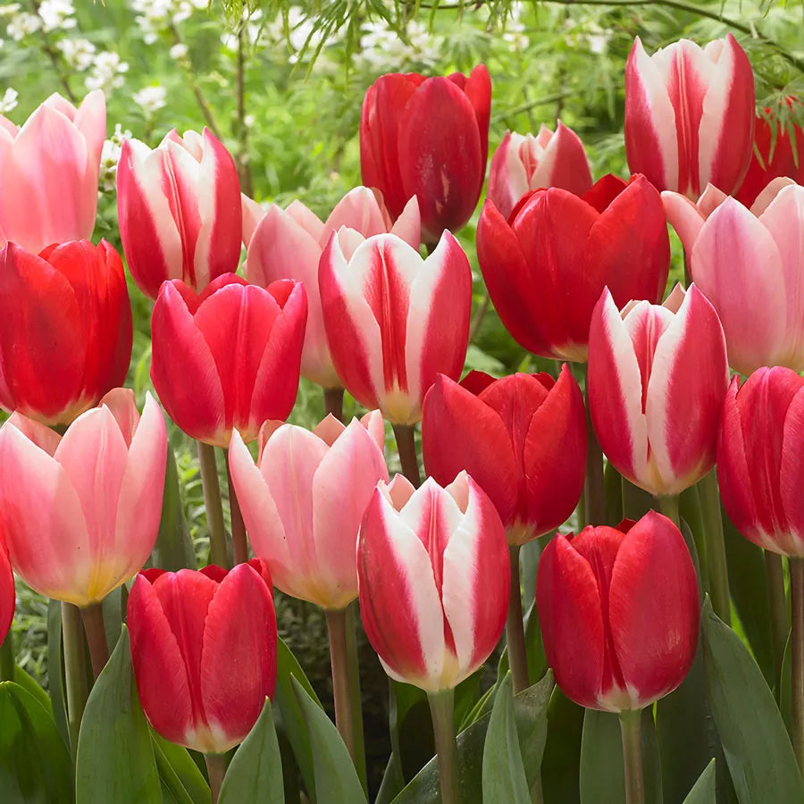 Perennial Delight Tulip Mixture Seeds