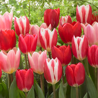 Perennial Delight Tulip Mixture Seeds