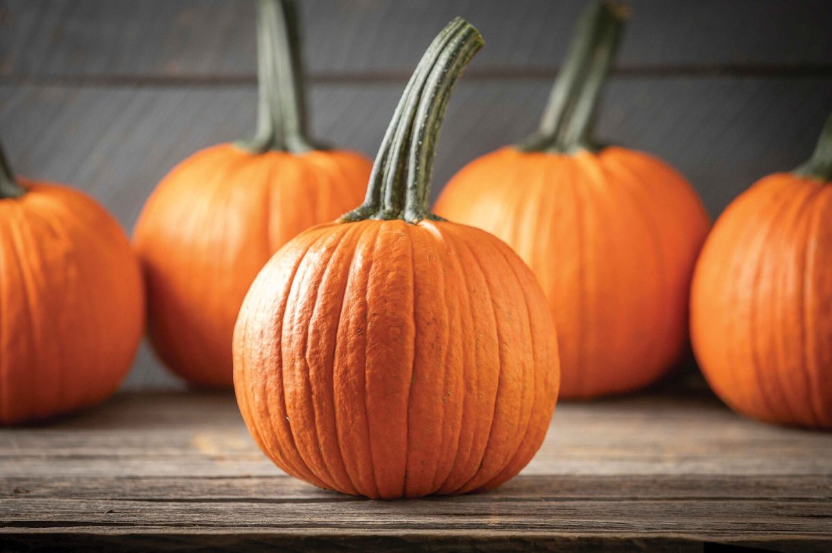 Jack of Hearts – Pumpkin Seed