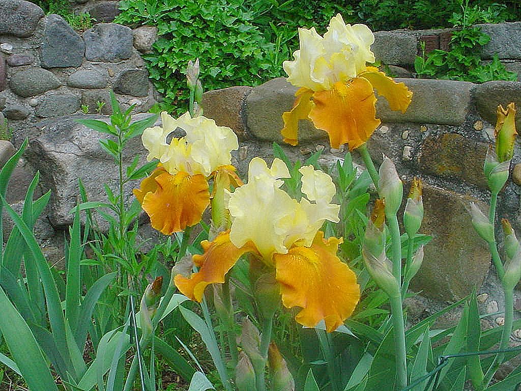 Fall Fiesta Bearded Iris Seeds