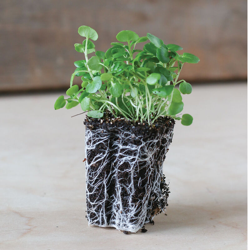 Watercress – Organic Microgreen Seed