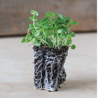 Watercress – Organic Microgreen Seed